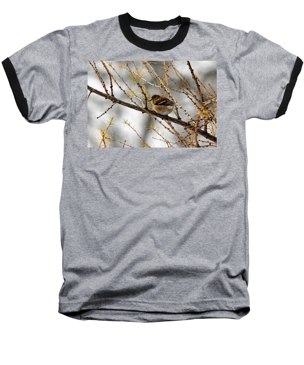 Goldfinch Baseball T-Shirt featuring the photograph Tamarack Visitor by Debbie Oppermann