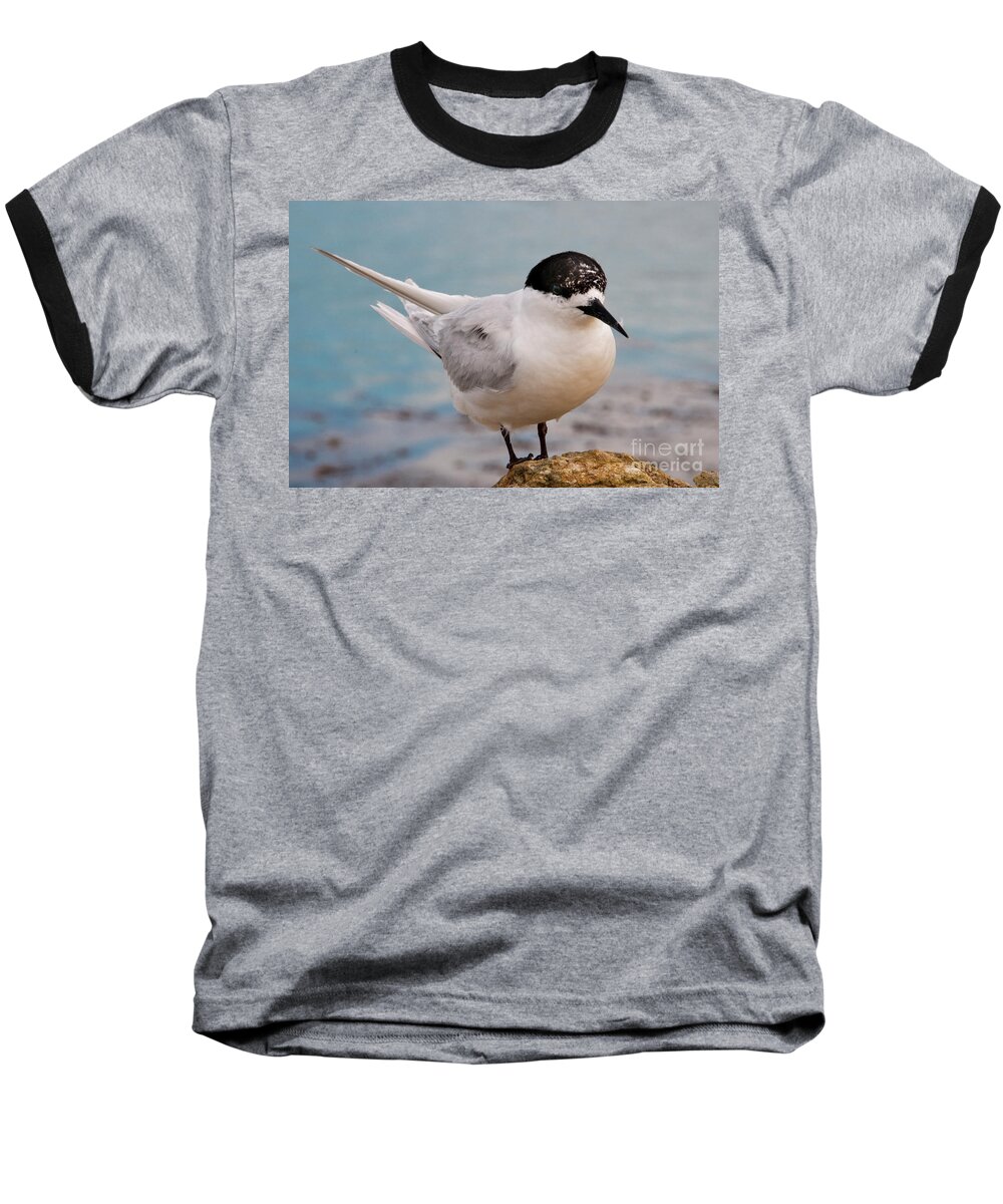 Bird Baseball T-Shirt featuring the photograph Tern 1 by Werner Padarin