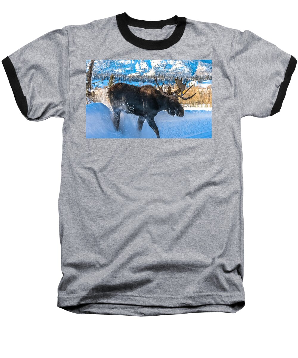 Moose Baseball T-Shirt featuring the photograph The Bulldozer by Yeates Photography