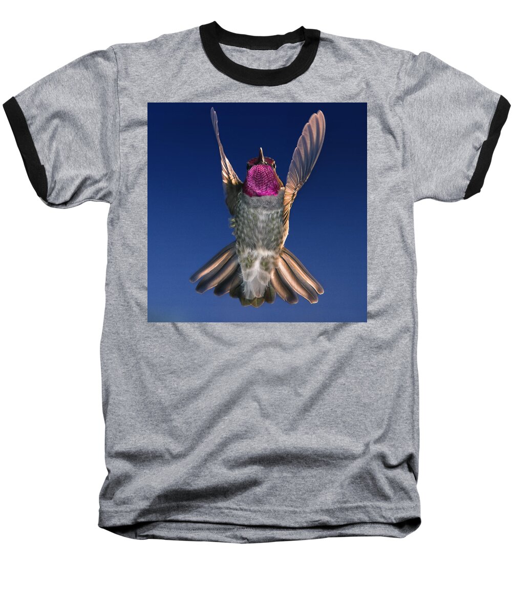 Hummingbird Baseball T-Shirt featuring the photograph The Conductor of Hummer Air Orchestra by William Lee