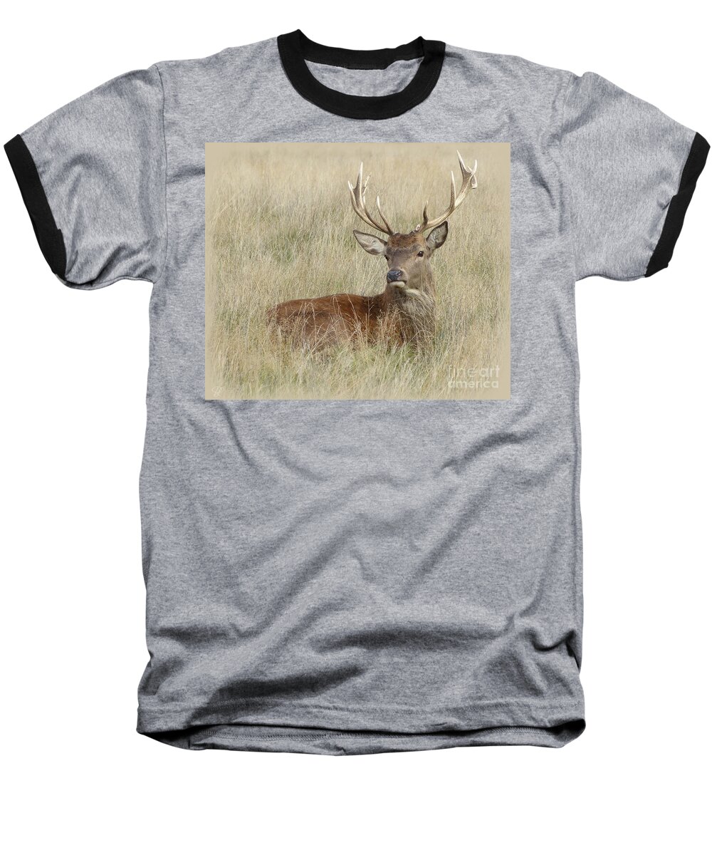 Red Deer Baseball T-Shirt featuring the photograph The Gentle Stag by LemonArt Photography