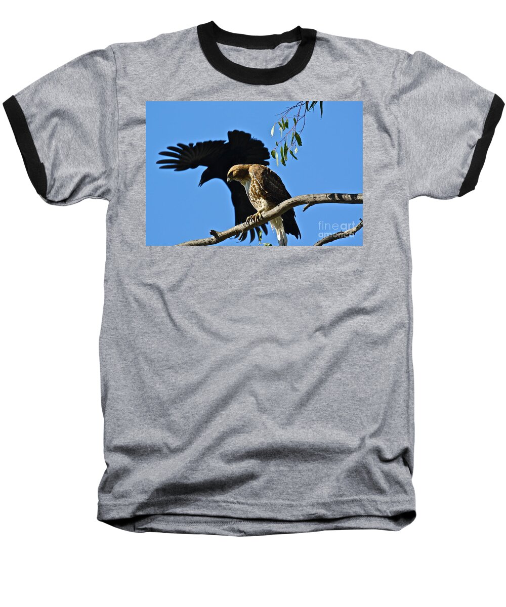 Birds Baseball T-Shirt featuring the photograph The Harasser by Diana Hatcher