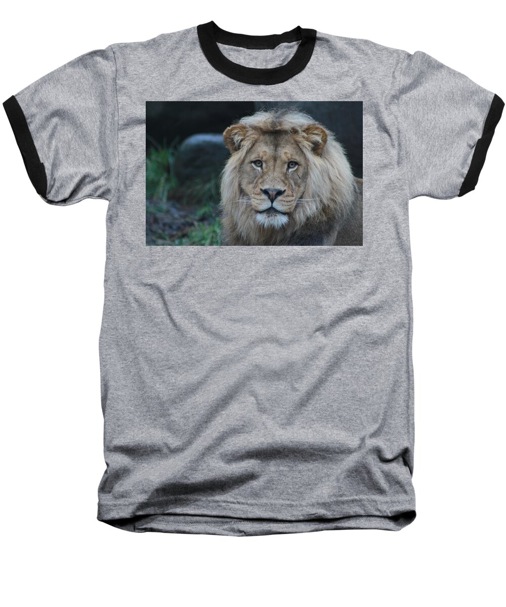 Lion Baseball T-Shirt featuring the photograph The King by Laddie Halupa