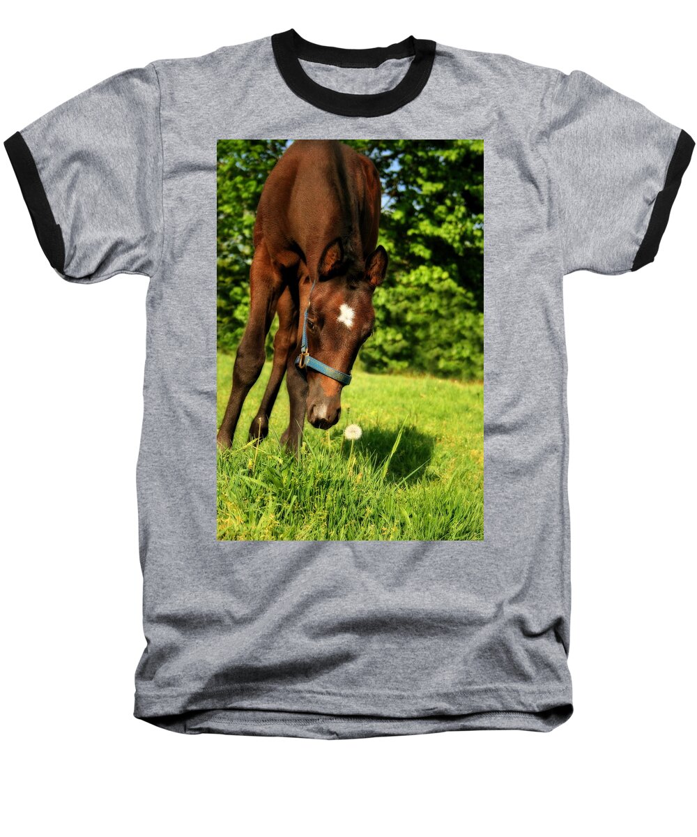 Horse Baseball T-Shirt featuring the photograph The Last Dandelion by Angela Rath