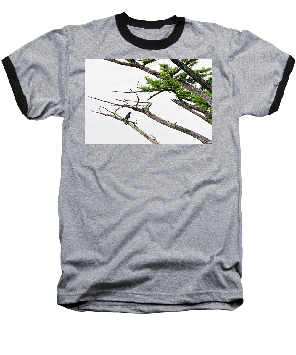 Tree Baseball T-Shirt featuring the photograph The Lone Osprey by Richard Macquade