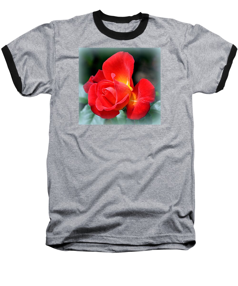 Flower Baseball T-Shirt featuring the photograph The Red Rose by AJ Schibig
