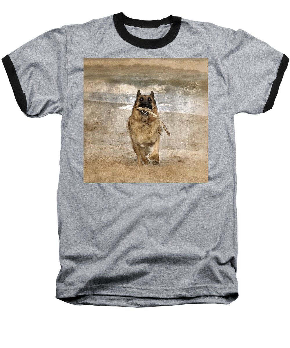 German Shepherd Dogs Baseball T-Shirt featuring the photograph The Retrieve by Angie Tirado