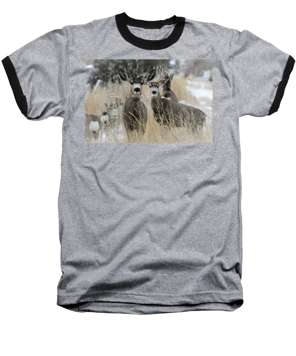 Images Of Rae Ann M. Garett- The Deer- Bucked- #wyomingwildlife- Malodor- Whitetail-wintering Deer- Wyoming- Baseball T-Shirt featuring the photograph They guided him to heaven by Rae Ann M Garrett