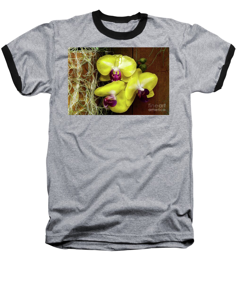 Flowers Baseball T-Shirt featuring the photograph Three Yellow Orchids by Deb Nakano