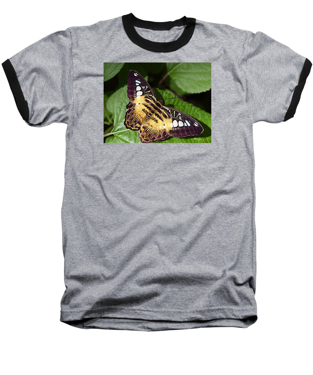 Butterfly Baseball T-Shirt featuring the photograph Tiger Print --- Clipper Butterfly by Bob Johnson