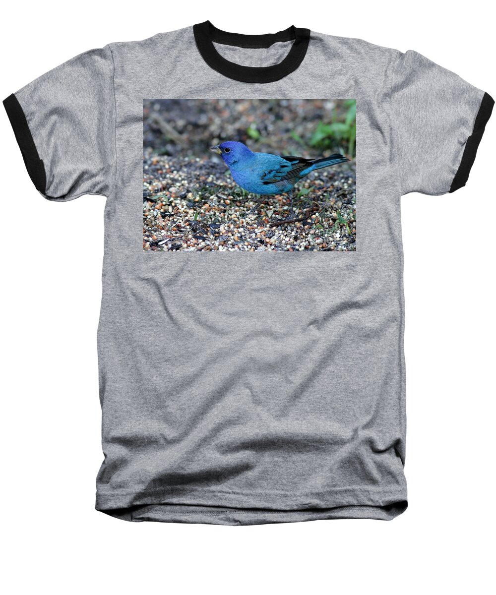 Bird Baseball T-Shirt featuring the photograph Tiny Indigo Bunting by Sabrina L Ryan