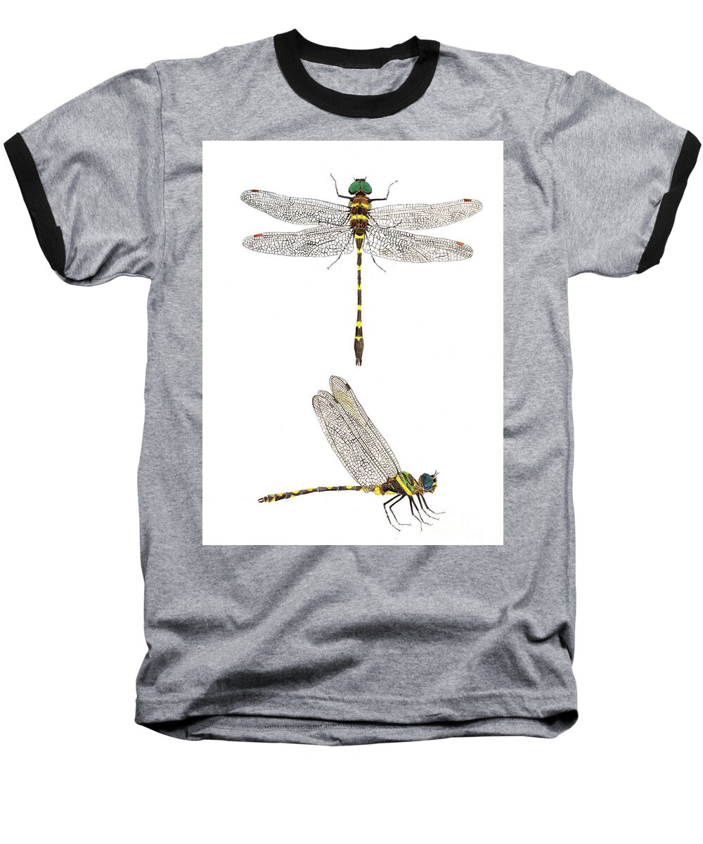 Dragonfly Baseball T-Shirt featuring the painting Top and Side Views of a Male Georgia River Cruiser by Thom Glace