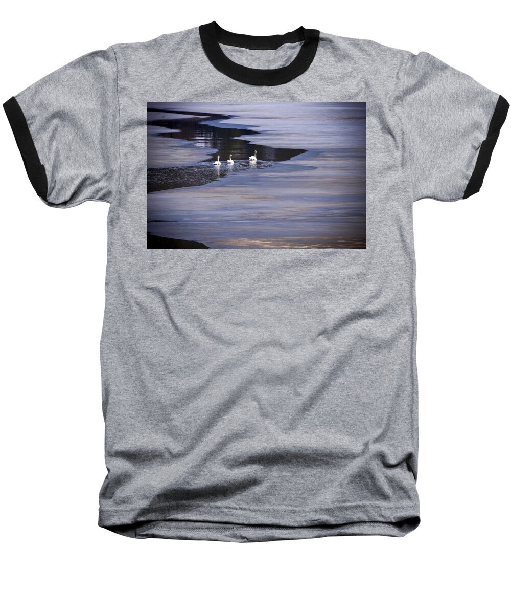 Tundra Swan Baseball T-Shirt featuring the photograph Tourist Swans by Albert Seger