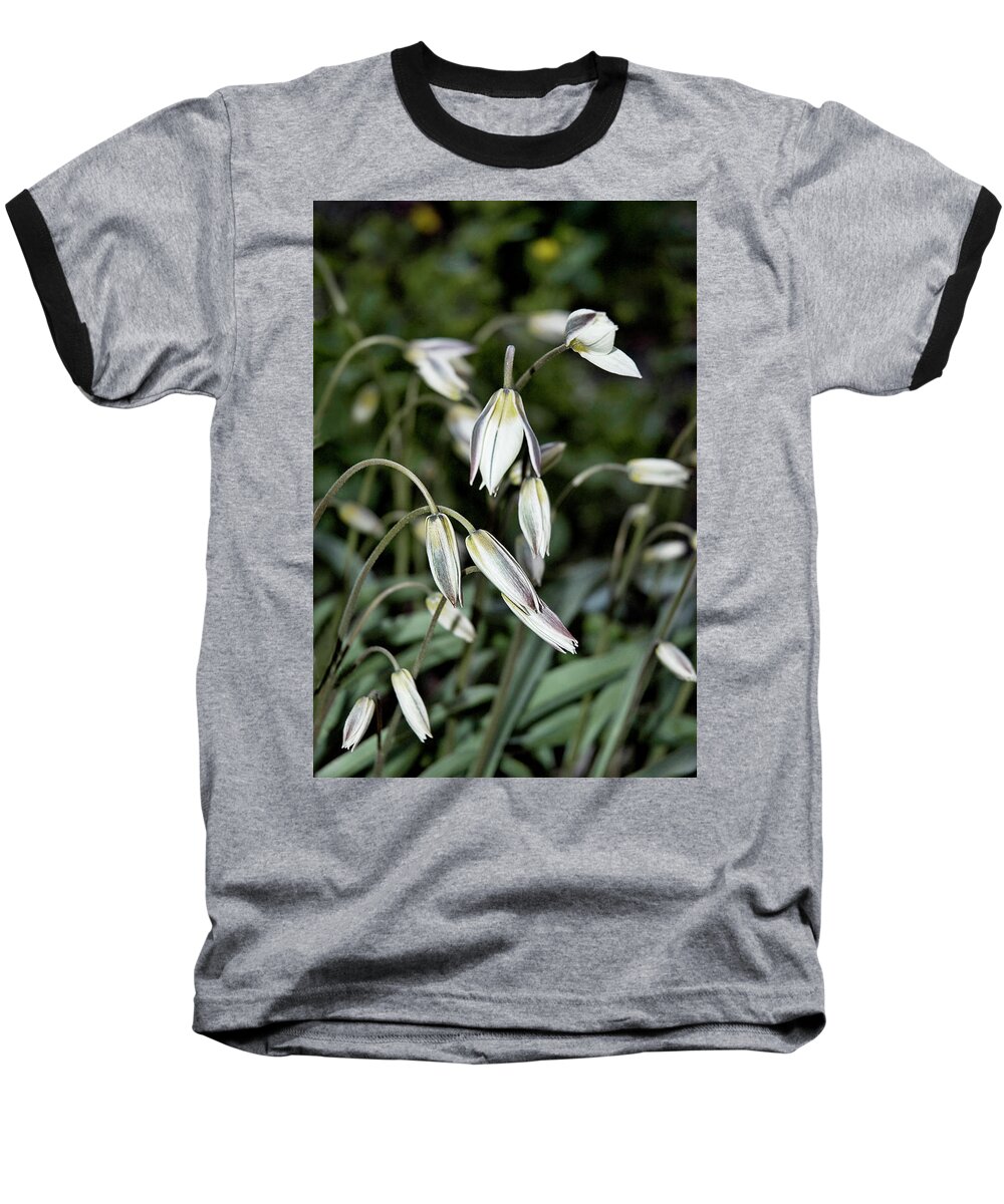 Flowers Baseball T-Shirt featuring the photograph Tulipa Turkestanica by JGracey Stinson