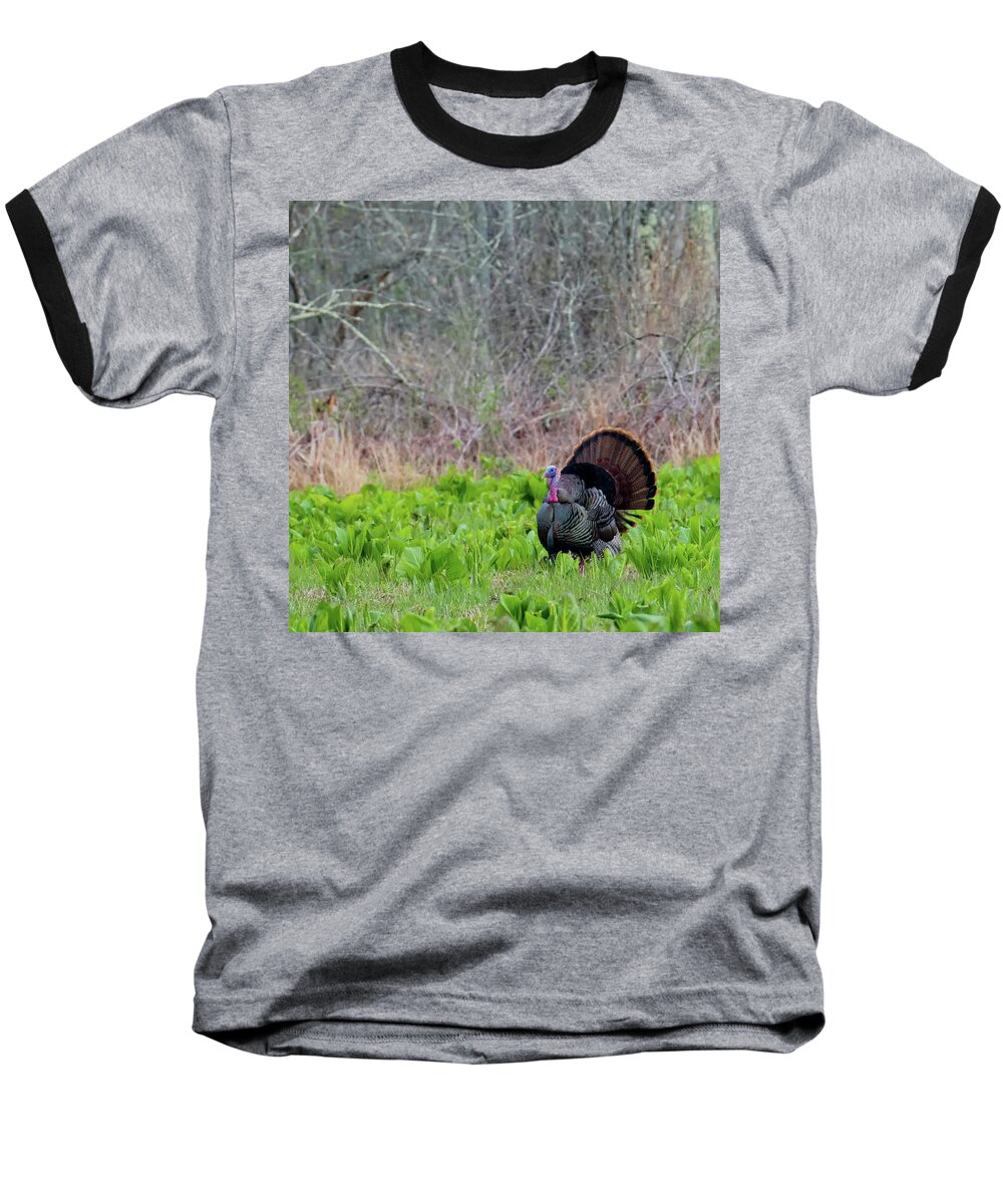 Square Baseball T-Shirt featuring the photograph Turkey and Cabbage Square by Bill Wakeley