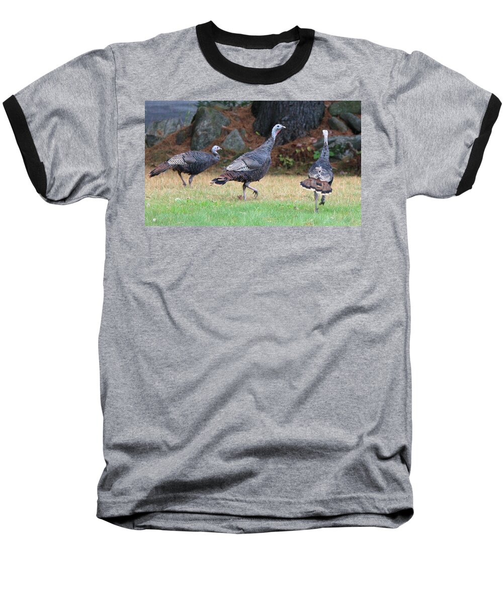 Wild Turkeys Weld Maine Birds Baseball T-Shirt featuring the photograph Turkey Trio by Barbara Smith-Baker