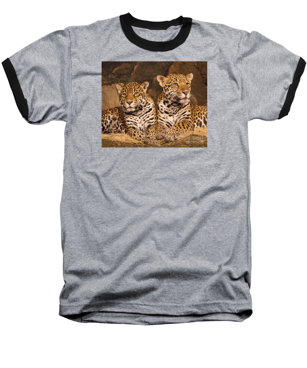 Cheetahs Baseball T-Shirt featuring the photograph Twin Cheetahs by Timothy Johnson