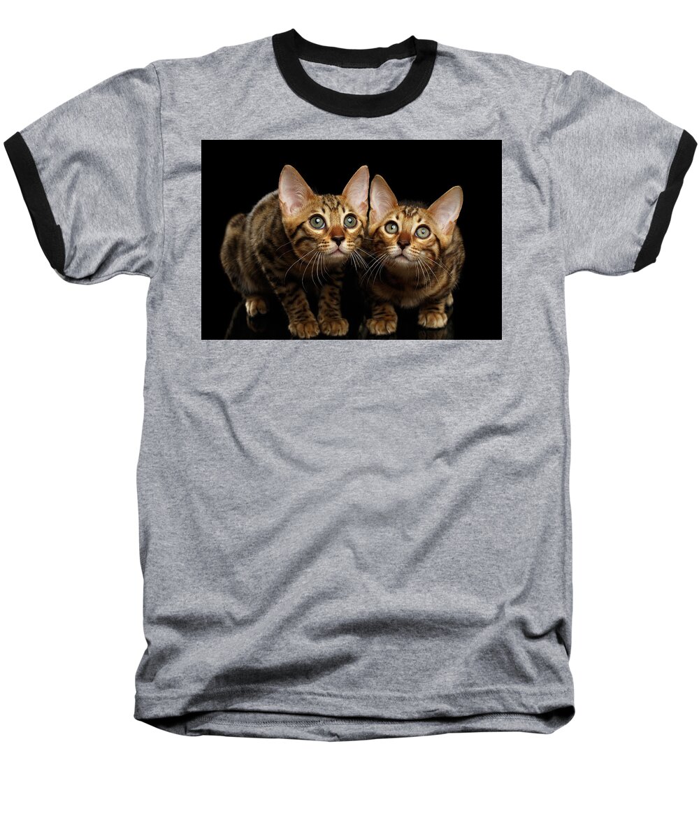 Cat Baseball T-Shirt featuring the photograph Two Bengal Kitty Looking in Camera on Black by Sergey Taran