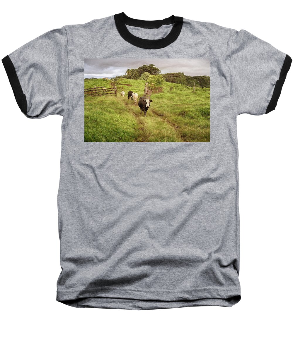 Cows Baseball T-Shirt featuring the photograph Upcountry Ranch by Susan Rissi Tregoning