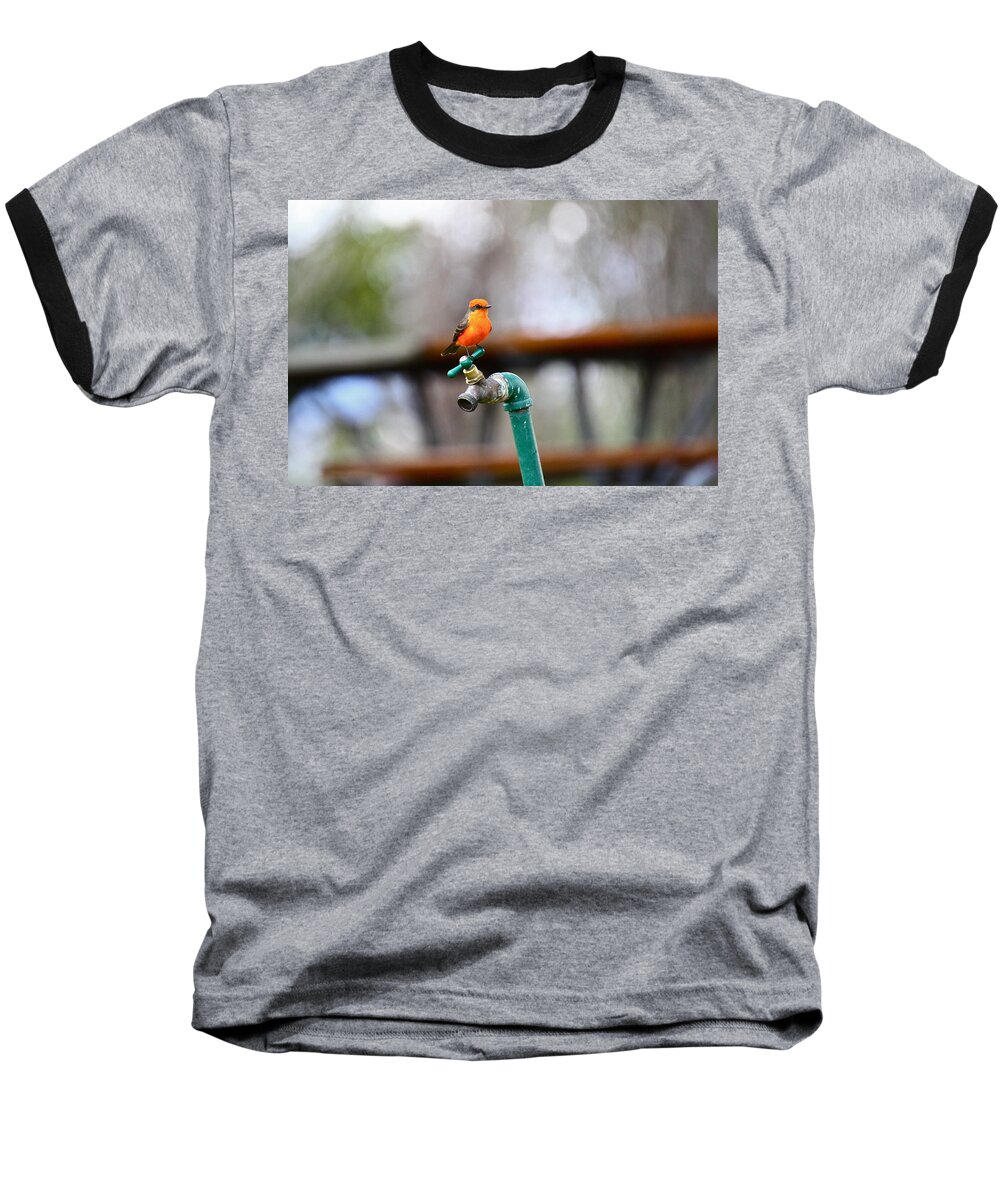 Birds Baseball T-Shirt featuring the photograph Vermilion Flycatcher Two by Diana Hatcher