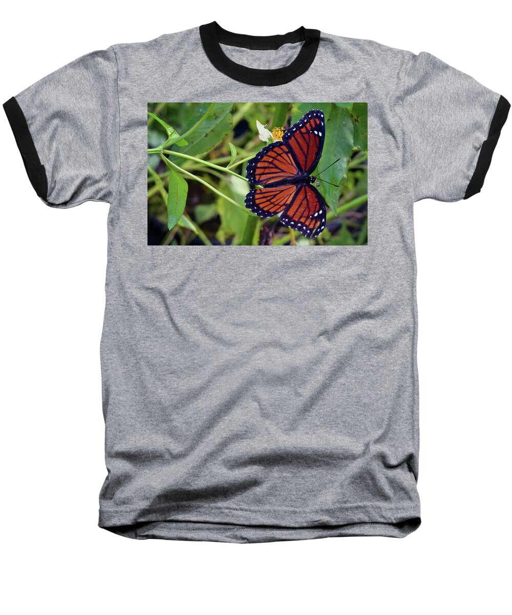 Photograph Baseball T-Shirt featuring the photograph Viceroy Butterfly by Larah McElroy