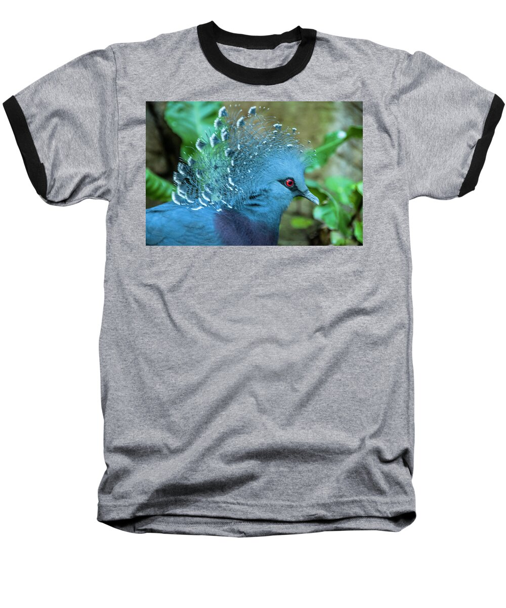 Victoria Crowned Pigeon. Owens Aviary Baseball T-Shirt featuring the photograph Victoria Crowned Pigeon by Daniel Hebard