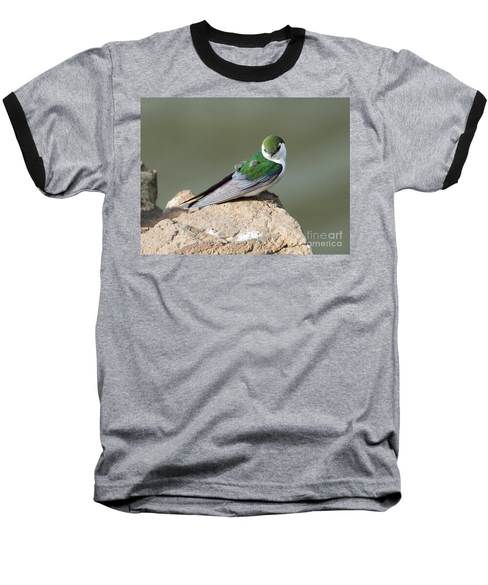Violet-green Swallow Baseball T-Shirt featuring the photograph Violet-Green Swallow by Michael Dawson