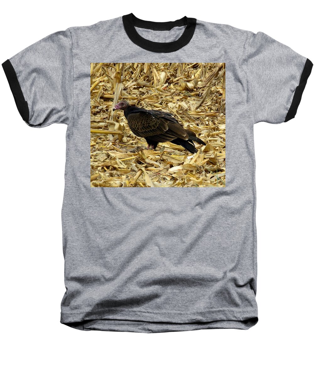 Turkey Vulture Baseball T-Shirt featuring the photograph Vulture in the Corn Field by Keith Stokes