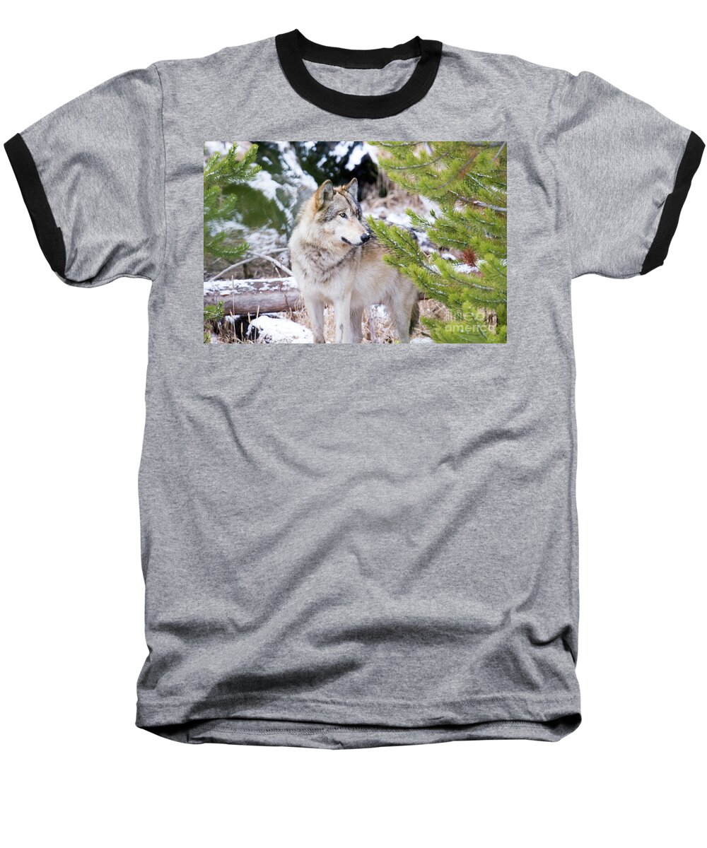Grey Wolf Baseball T-Shirt featuring the photograph Waiting by Deby Dixon