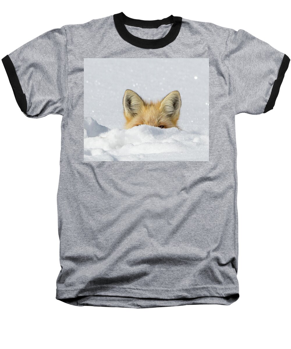 Fox Baseball T-Shirt featuring the photograph Watchful Eye by Kevin Dietrich