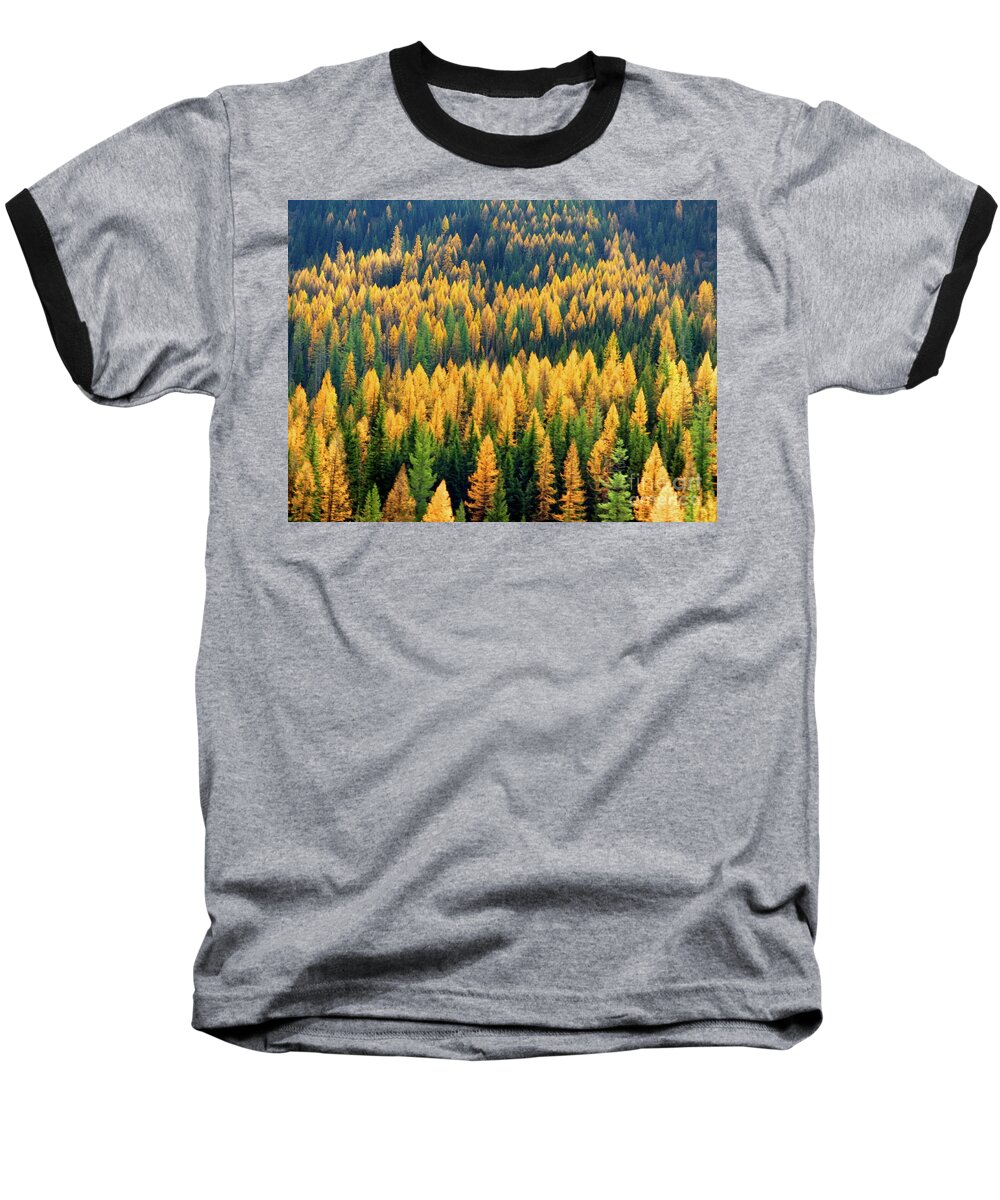 Larch Baseball T-Shirt featuring the photograph Western Larch by Jean Wright