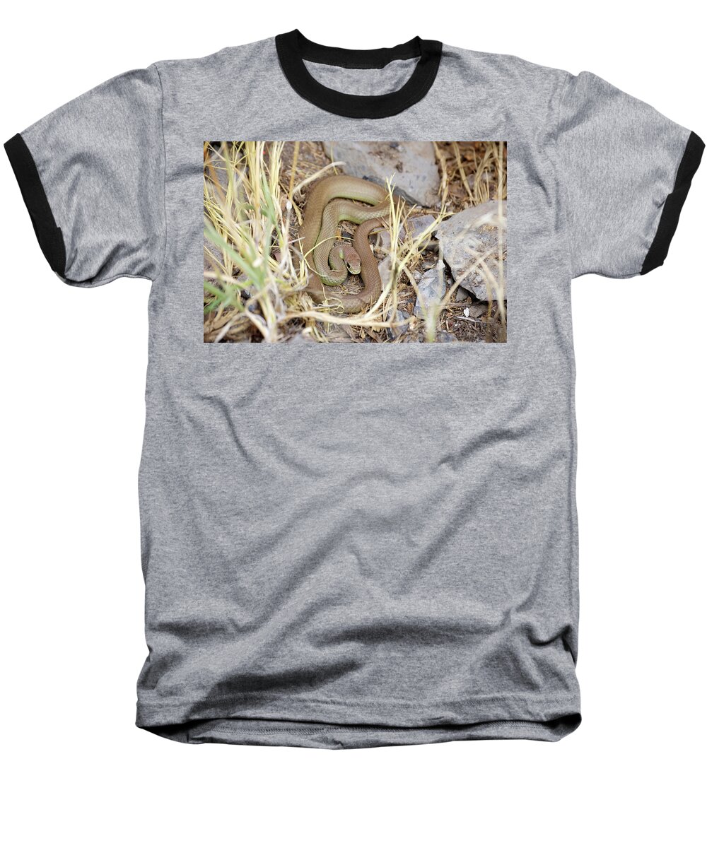 Western Yellow Bellied Racer Baseball T-Shirt featuring the photograph Western Yellow-bellied Racer, Coluber constrictor by Breck Bartholomew