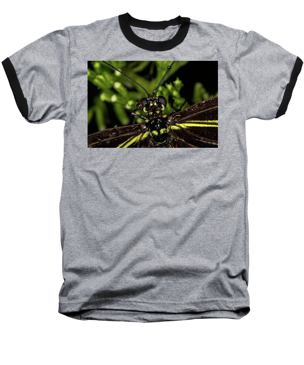 Jay Stockhaus Baseball T-Shirt featuring the photograph Wet Butterfly by Jay Stockhaus