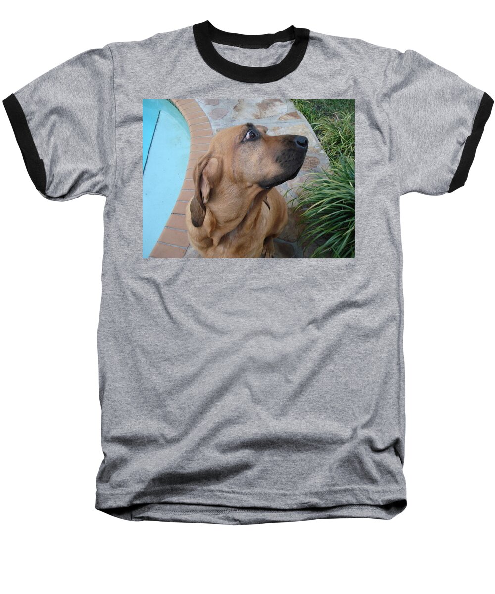 Bloodhound Baseball T-Shirt featuring the photograph What was that by Val Oconnor