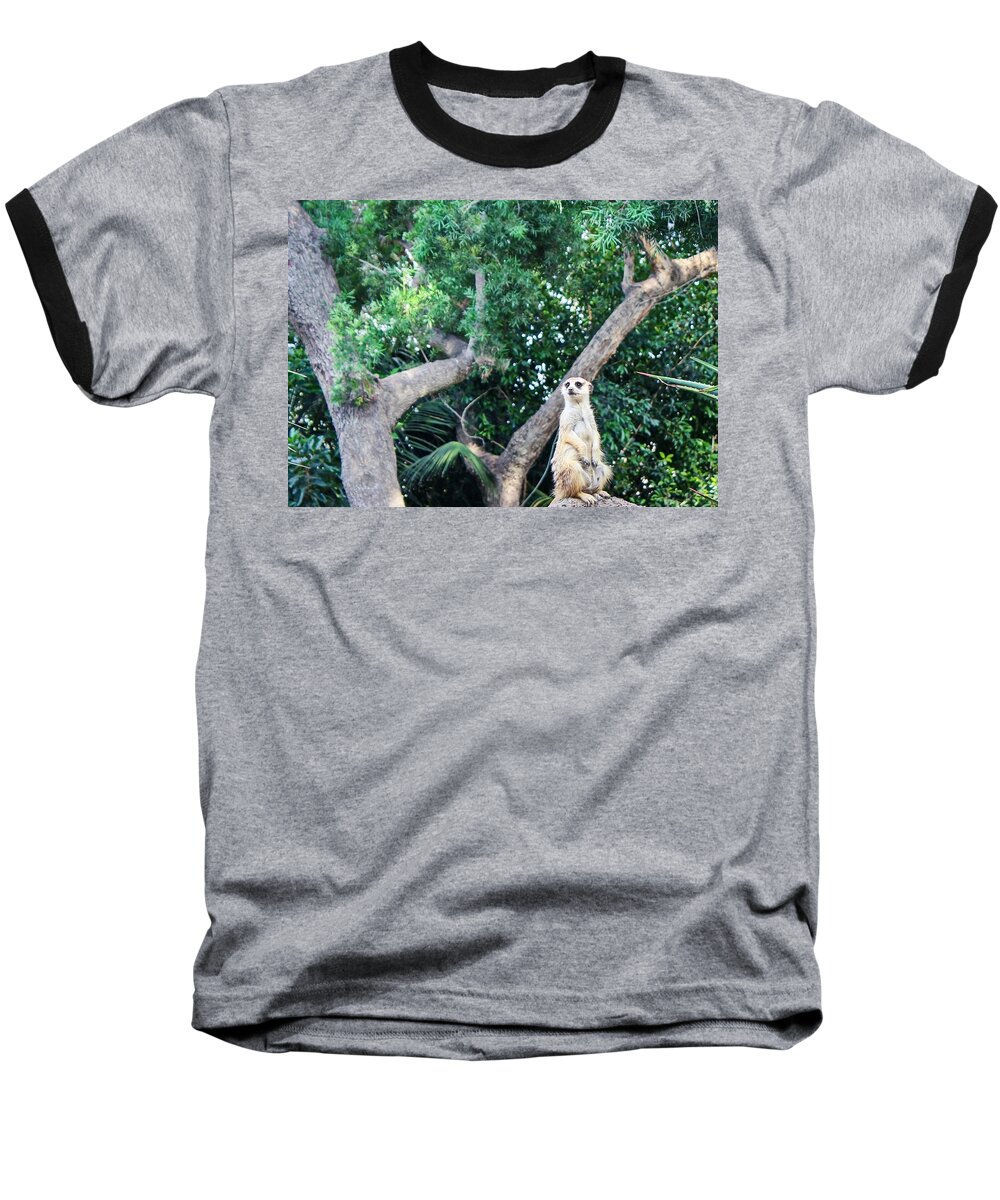 Meerkat Baseball T-Shirt featuring the photograph Whatchu Talkin Bout by Alison Frank