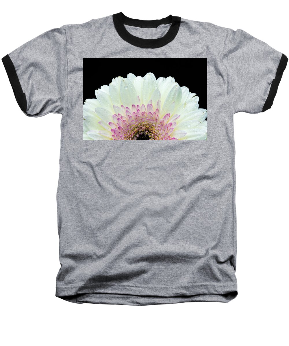 Daisy Baseball T-Shirt featuring the photograph White and Pink Daisy by Tammy Ray
