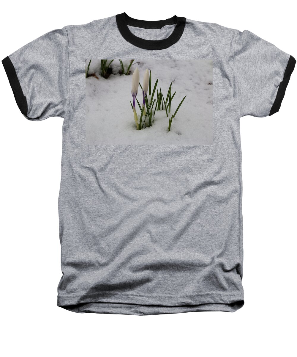 Crocus Baseball T-Shirt featuring the photograph White Crocus in Snow by Jeff Severson