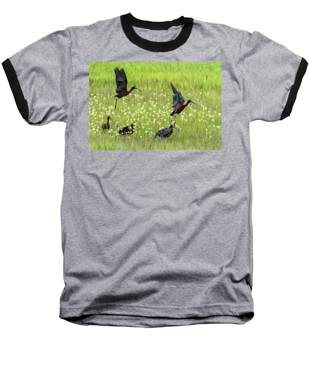 White-faced Ibis Baseball T-Shirt featuring the photograph White-Faced Ibis Rising, No. 1 by Belinda Greb