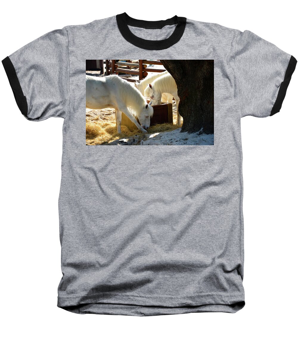 Horse Baseball T-Shirt featuring the photograph White Horses feeding by David Lee Thompson
