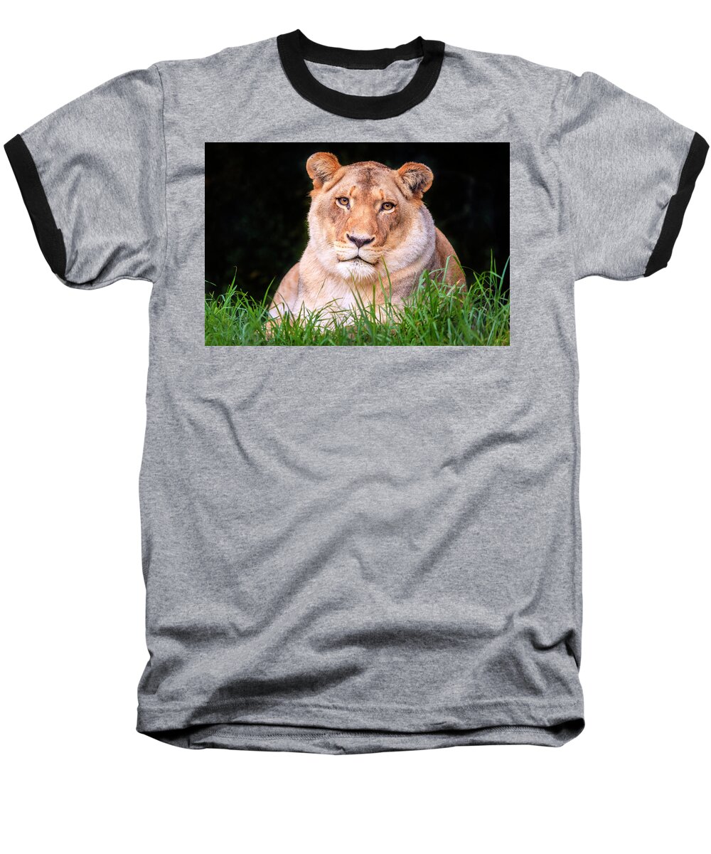 Jukani Baseball T-Shirt featuring the photograph White lion by Alexey Stiop