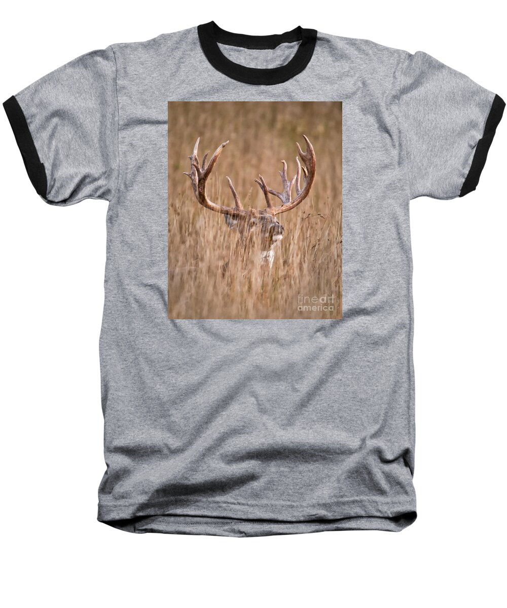 Whitetail Baseball T-Shirt featuring the photograph White-tailed Buck Deer in Tall Grass by Timothy Flanigan