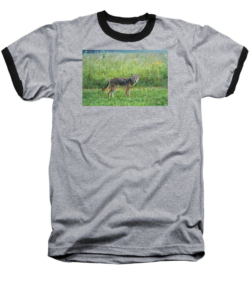 Wiley Baseball T-Shirt featuring the photograph Wiley by Jessica Brawley