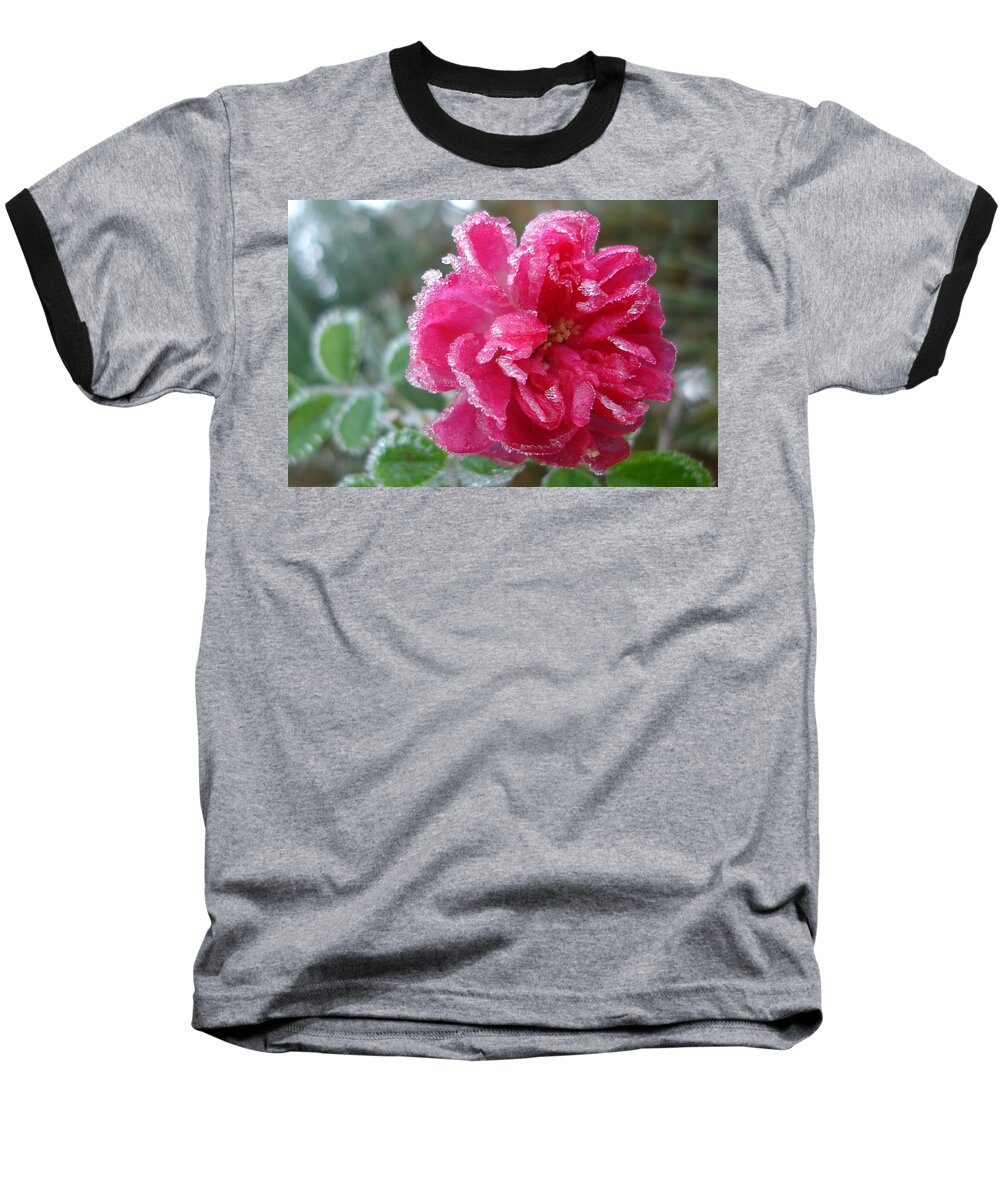 Rose Baseball T-Shirt featuring the photograph Winter Rose by Susan Baker