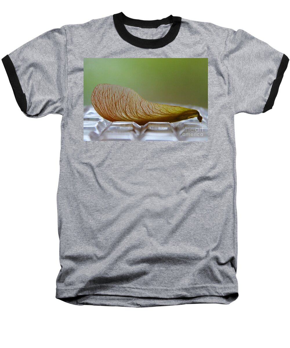 Maple Baseball T-Shirt featuring the photograph Within Lies A Tree by Nina Silver