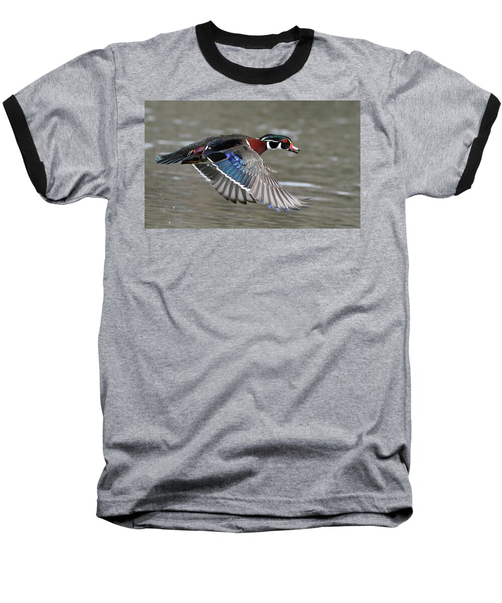 Aix Baseball T-Shirt featuring the photograph Wood duck in action by Mircea Costina Photography