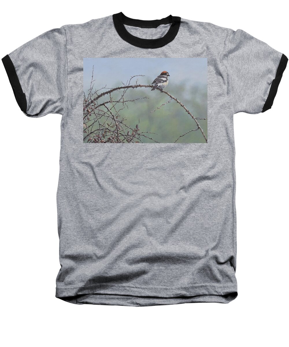 Wildlife Paintings Baseball T-Shirt featuring the painting Woodchat Shrike by Alan M Hunt