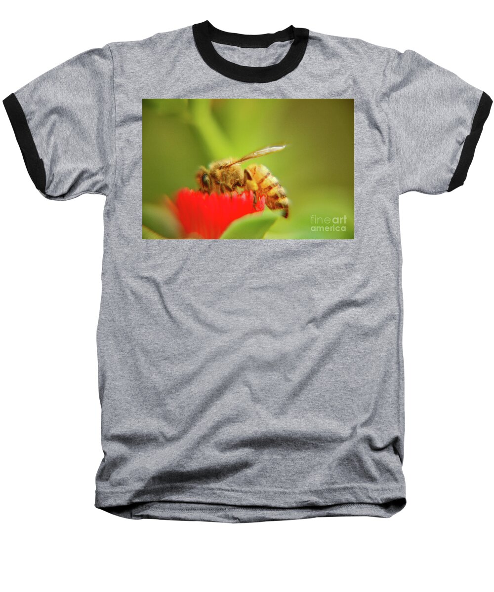 Macro Baseball T-Shirt featuring the photograph Worker bee by Micah May