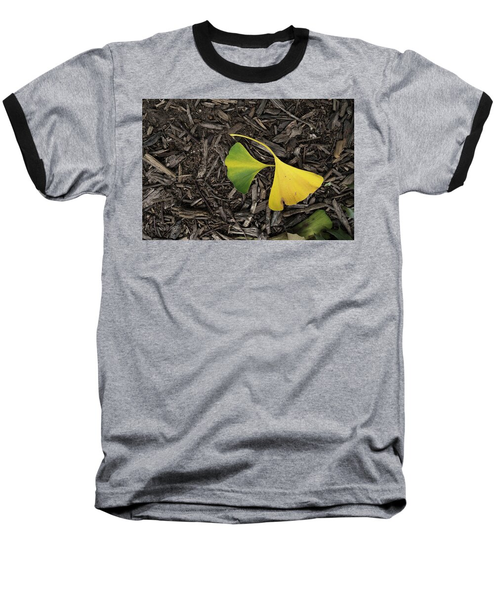Ginkgo Leaves Divided Baseball T-Shirt featuring the photograph Yellow and Green Gingko by Sharon Popek