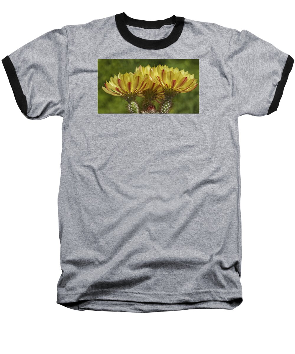Flowers Baseball T-Shirt featuring the photograph Yellow and red cactus flowers by Elvira Butler