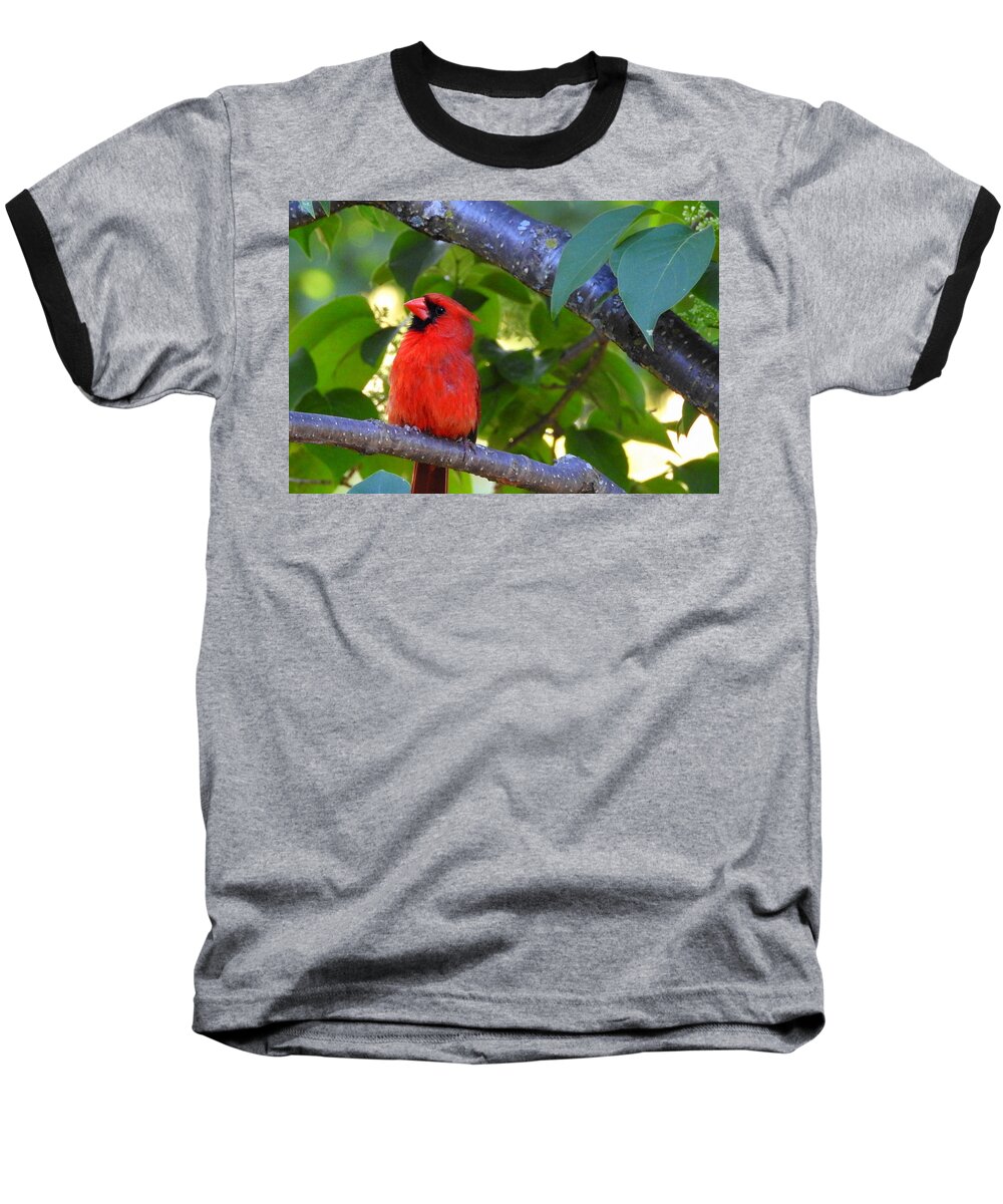 Northern Cardinal Baseball T-Shirt featuring the photograph Yes I'm Listening by Betty-Anne McDonald